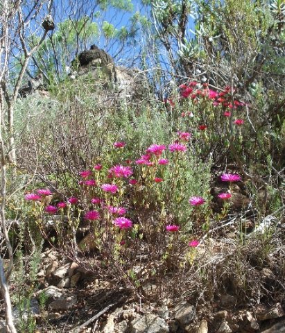 Lampranthus stenopetalus leaves